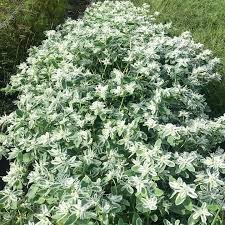 White Euphorbia Marginata for Beautiful Landscaping - Seeds for Vibrant Greenery