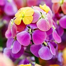 Purple Pink Linifolium Flower seeds for Planting - Perfect for Borders, Heirloom & GMO Free Seeds for Home Garden