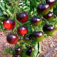 Mixed Blueberries Tomato Seeds for Planting