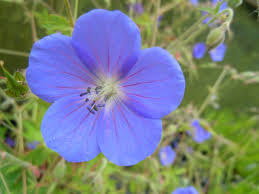 Blue Geranium Flower Seeds Pelargonium spp. for Planting in Flower Border and Garden Bed - Evergrowseeds