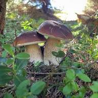 Slippery Jack Mushroom Vegetable Seeds for Planting