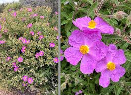 CISTUS Flower seeds for Planting - Vibrant Colors, Heirloom & GMO Free Seeds for Home Garden