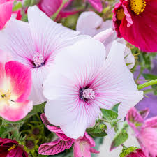 White Pink Lavatera Flower Seeds for Planting Seed for Lush Blooms, Perfect for Elegant Garden Displays