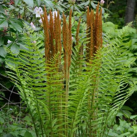 Cinnamon Fern Planting Seeds Lush Green Fern for Shaded Gardens