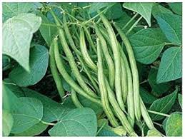 Green Sieve Bean Seeds for Easy Planting