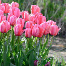 Baby Pink Tulip Flower Planting Seeds Perfect for Spring Gardens