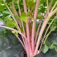 Pink Plume Celery Vegetable Seeds for Planting