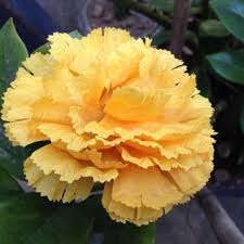 Yellow Carnation Flower Seeds for Planting Easy to Grow Heirloom & GMO Free Seeds for Home Garden
Sale