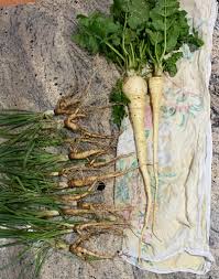 Minowase Vegetable Seeds for Planting
