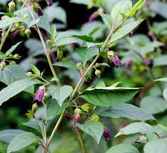 Deadly Nightshade Seeds for Planting Atropa belladonna for forest edges and herb gardens