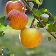 Orange Apple Seeds for Planting Grow Your Own Unique Fruit