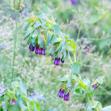 Blue Honeywort Seeds for Planting - Easy to Grow