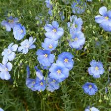 Blue Usitatissimum Flower seeds for Planting - Low Maintenance, Heirloom & GMO Free Seeds for Home Garden