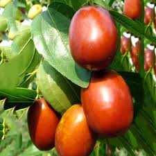 Red Jujube Fruit Seeds for Planting - Grow Your Own Sweet Jujube Trees