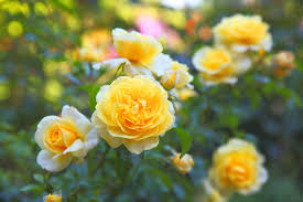 Yellow and White Rose Flower Seeds Planting for Colorful Gardens