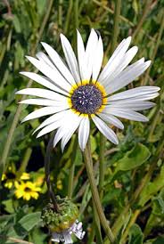 White Arctotis Grandis Seeds for Planting, Stunning Flower Seeds for Your Garden Heirloom Non-GMO Seeds