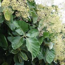 Tectona Tree Seeds for Planting Premium Seeds for Your Garden