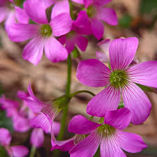 Pink Carpet Oxalis Seeds for Planting - Vibrant Perennial Flowers for Your Garden