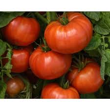 Giant Tomato Vegetable Planting Seeds