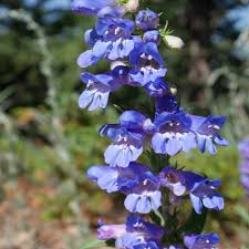 Blue Penstemon Flower Seeds for Planting