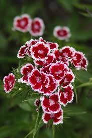 White and Red Dianthus Flower Seeds for Vibrant Garden Displays - Seed for Bright and Colorful Blooms
