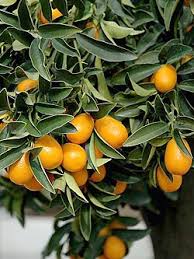 Orange Kumquat Tree Seeds for Planting Grow Your Own Citrus