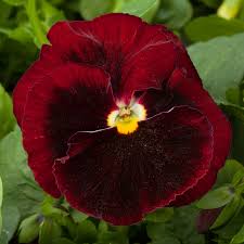 Brown Pansy Flower Seeds for Planting Cottage Garden Essential Heirloom & GMO Free Seeds for Home Garden
Sale