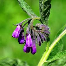 Comfrey Flower Seeds for Planting Perennial Garden Blooms - Evergrowseeds