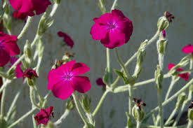 Violet Lychnis Flower Seeds - Stunning Blooms for Your Garden