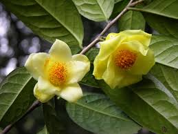 Golden Camellia Flower Seeds for Planting - Premium Quality Seeds for Your Garden