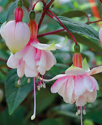Baby Pink Double Petals Fuchsia Flower Seeds for Planting Long Bloom Season Heirloom & GMO Free Seeds for Home Garden
Sale