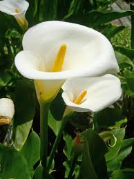 Zantedeschia Aethiopica Planting Seeds Generic For Grace
