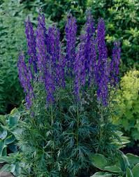 Aconite Flower Seeds Planting Guide: Expert Tips for Successful Growth