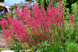 Bressingham Perennial Flower Seeds For Planting