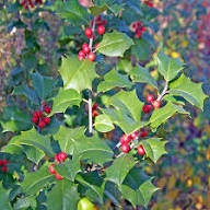 Opaca Tree Seeds for Planting Grow Your Own Tree
