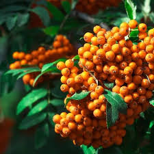 Orange Sorbus Alnifolia Seeds for Fruit Planting - Brighten Your Garden!