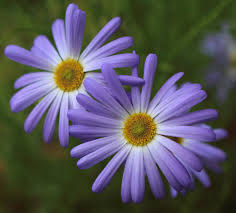 Blue Brachycome Flower Seeds: Essential Planting Guide
