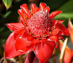 Red Etlingera Flower Planting Seeds for Stunning Tropical Blooms in Your Garden