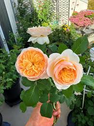 Juliet Flower Planting Seeds for Vibrant Blooms - Perfect for Your Garden - Evergrowseeds