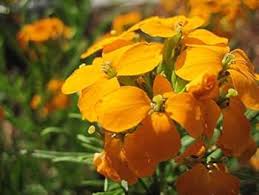 Orange Siberian Wallflower Seeds for Planting - Vibrant Blooms