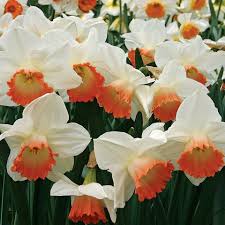 Narcissus White Red Seeds for Planting - Elegant Flower Blooms