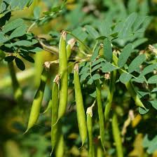 Caragana Arborescens Seeds for Planting - Green Tree Variety