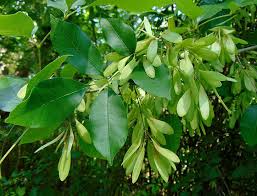 Green Carolina Tree Seeds: Planting Guide