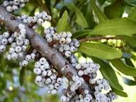 Green Myrtle Myrica Cerifera Seeds for Planting Grow Beautiful Landscapes