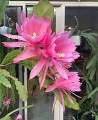 Yellow Epiphyllum Flower Planting Seeds