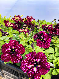 Dotted Burgundy Petunia Seeds for Planting Heirloom NONGMO Flower Seeds Easy to Grow Garden Blooms
Sale
