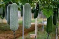 White Wax Gourd Vegetable Seeds for Planting