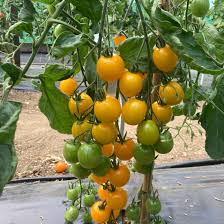 Yellow Cherry Tomato Seeds for Spring Planting