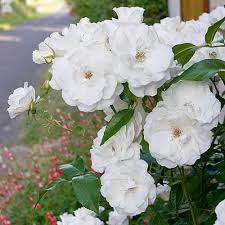White Creeper Rose Flower seeds for Planting - Long Bloom Season, Heirloom & GMO Free Seeds for Home Garden