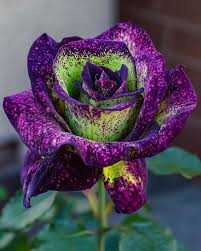 Dark Violet Green Rose Flower Seeds for Planting Garden Favorite Heirloom & GMO Free Seeds for Home Garden
Sale